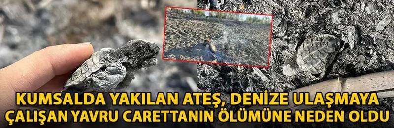 Kumsalda yakılan ateş, denize ulaşmaya çalışan yavru carettanın ölümüne neden oldu